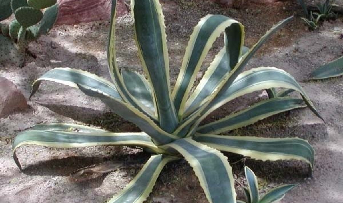 Агава Агава