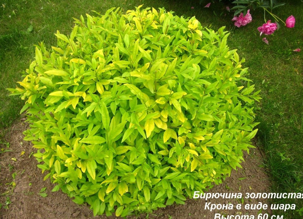 Бирючина золотистая