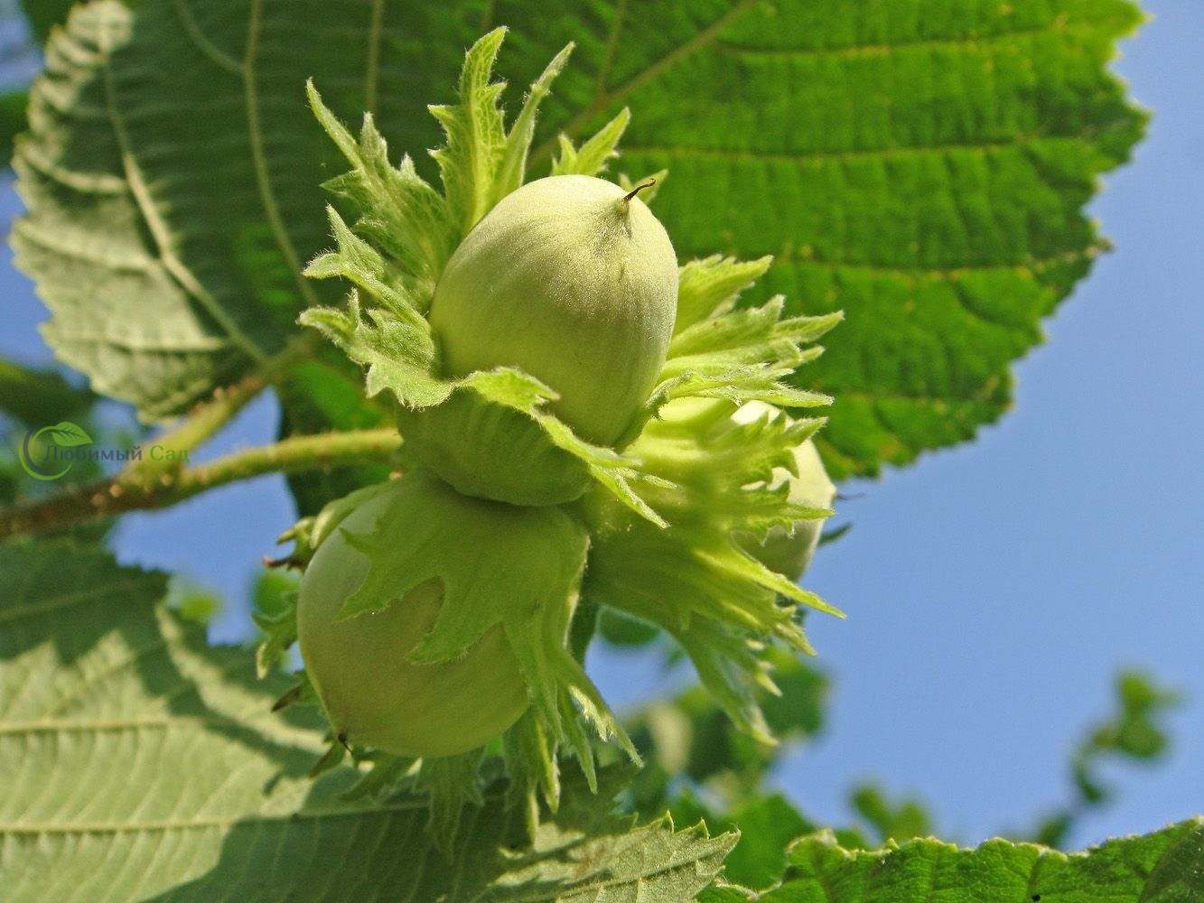 Фундук