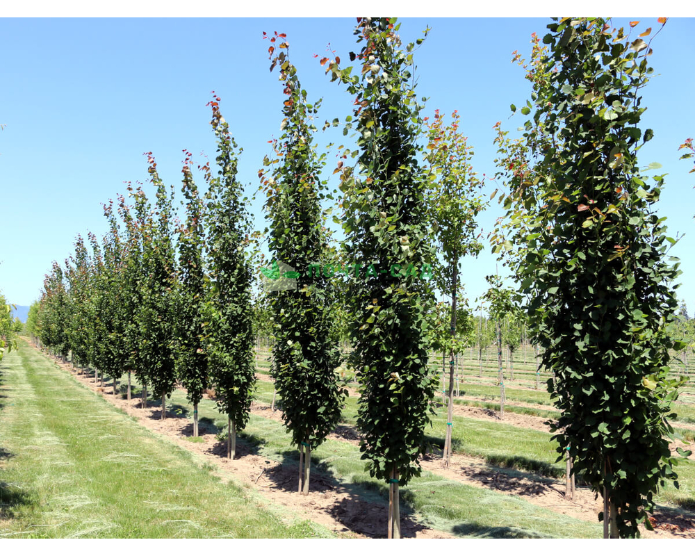 Тополь берлинский