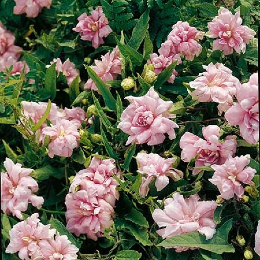 Калистегия японская