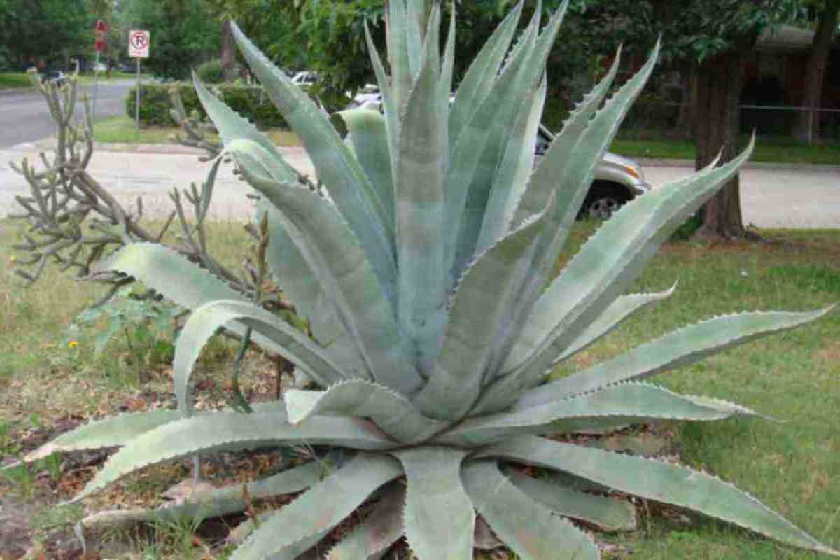 Агава Агава