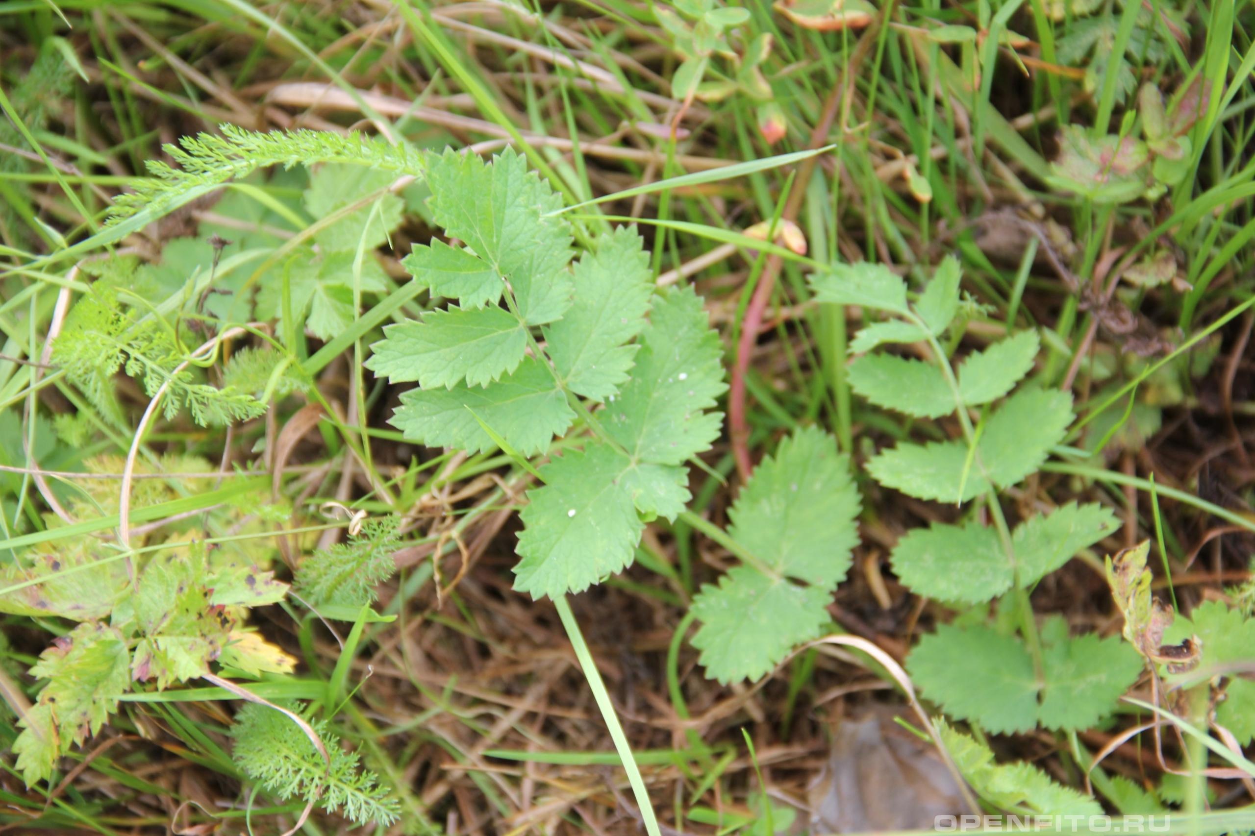 Бедренец горичниколистный