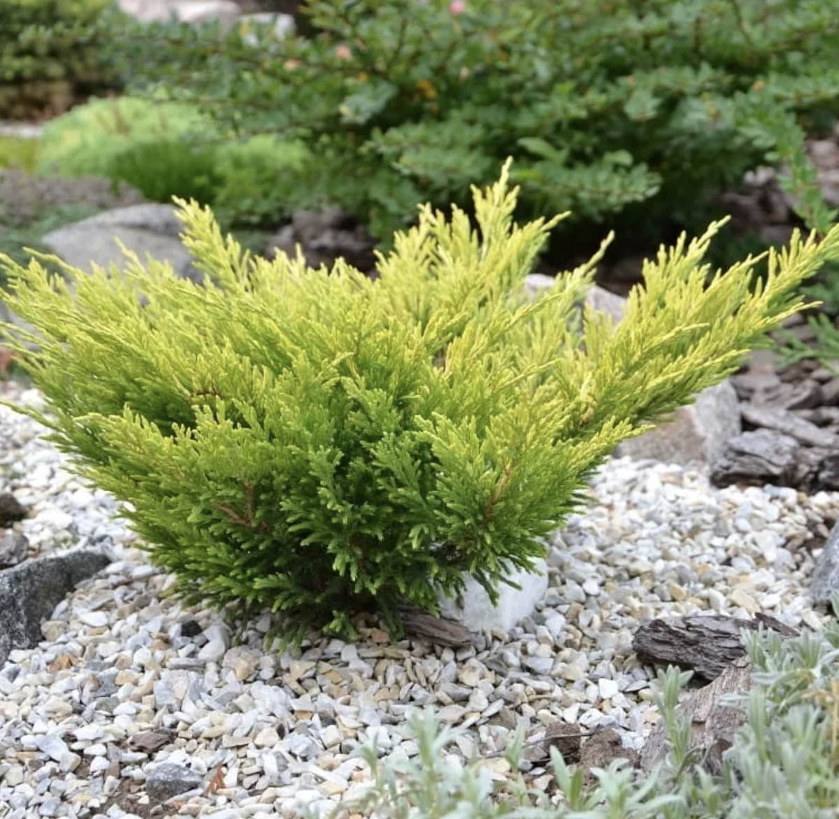 Можжевельник