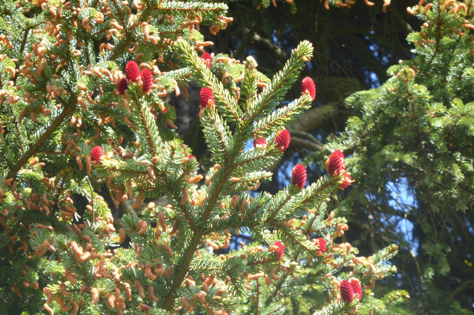 Ель аянская