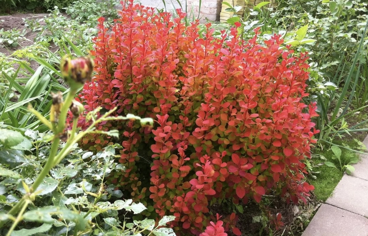 Барбарисовик Барбарисовик