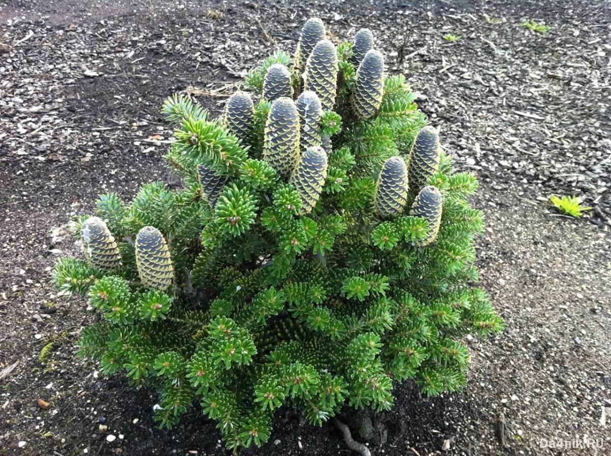 Пихта корейская