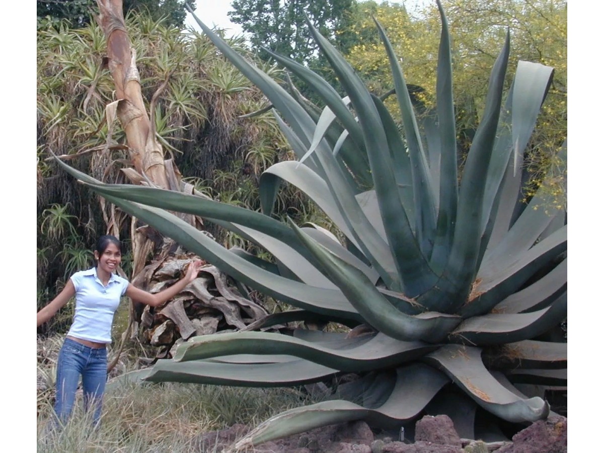 Агава Агава