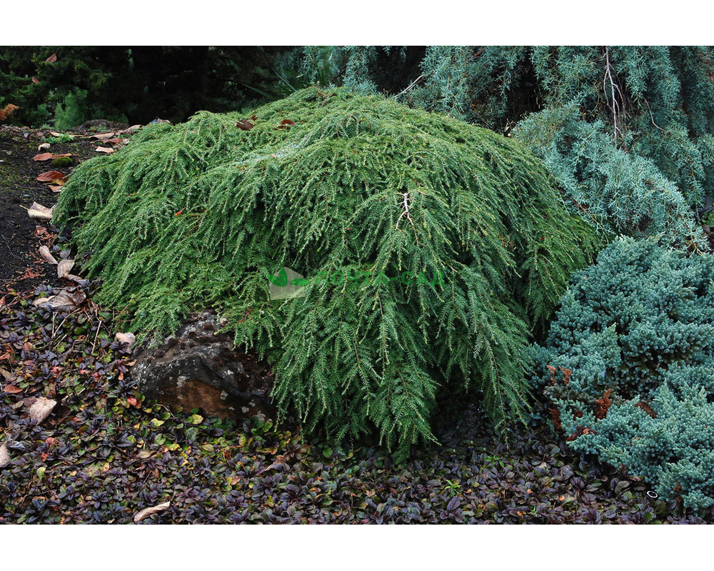 Тсуга Тсуга