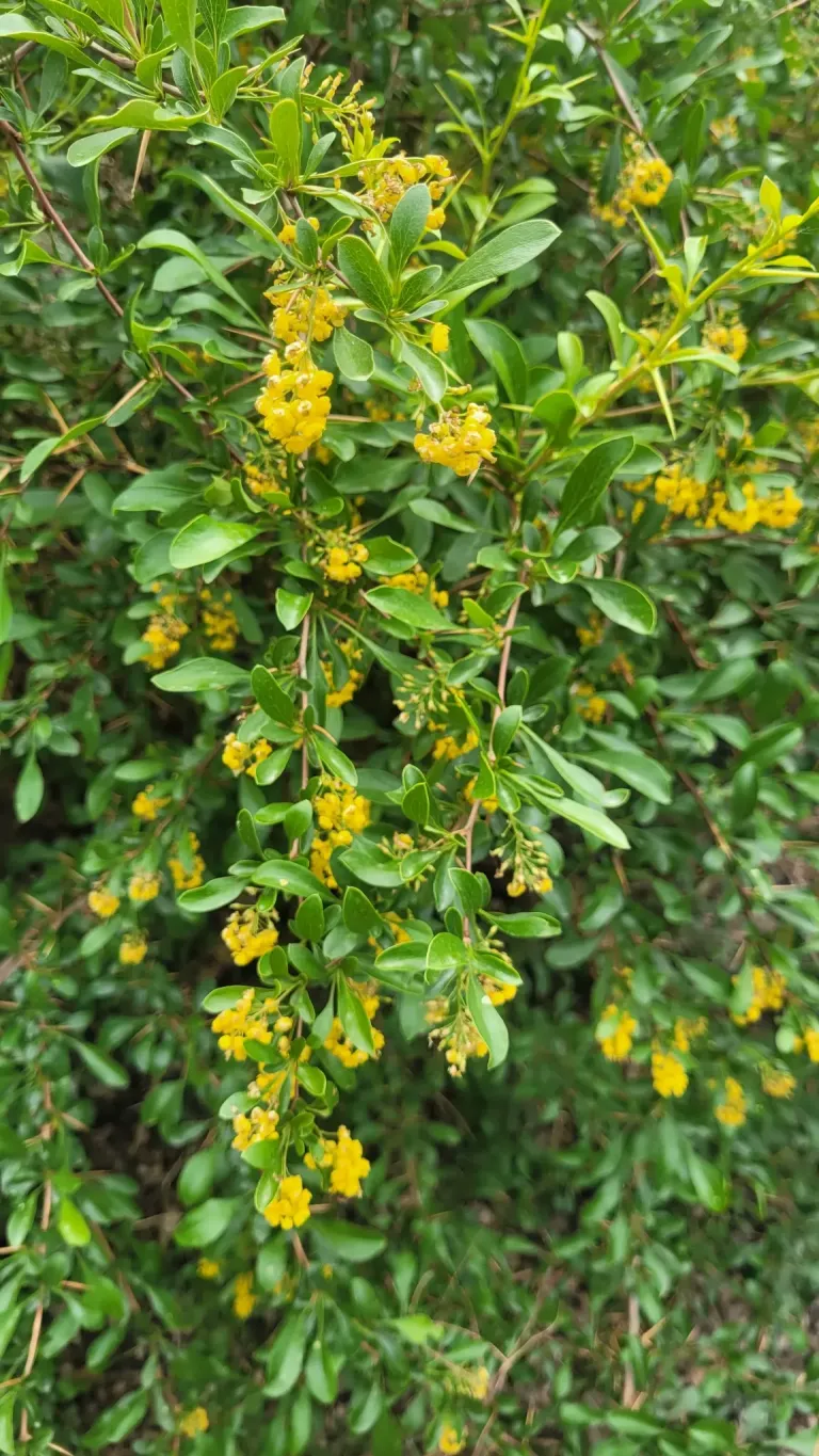 Барбарис Франциска-Фердинанда