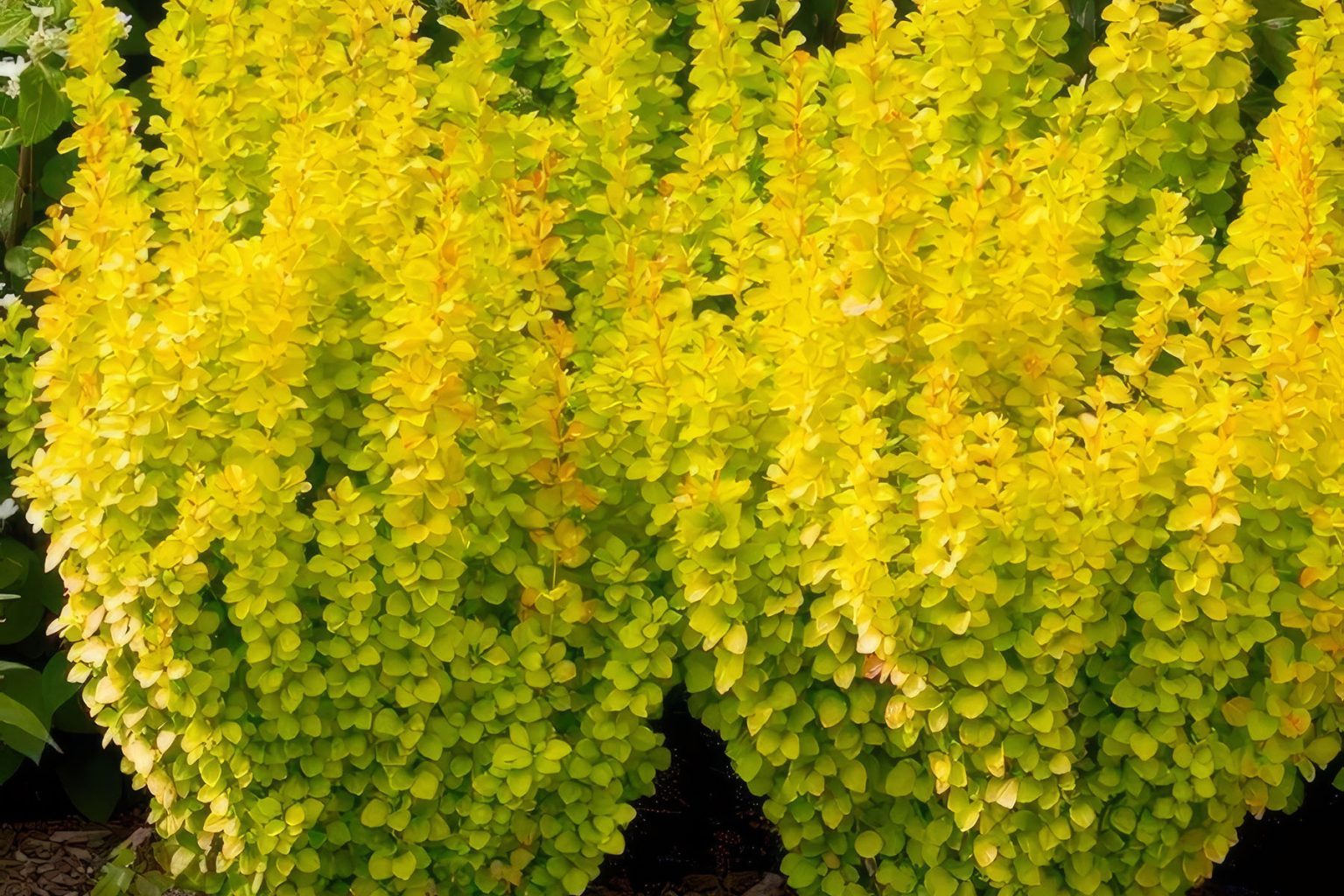 Барбарис многоцветковый Барбарис многоцветковый