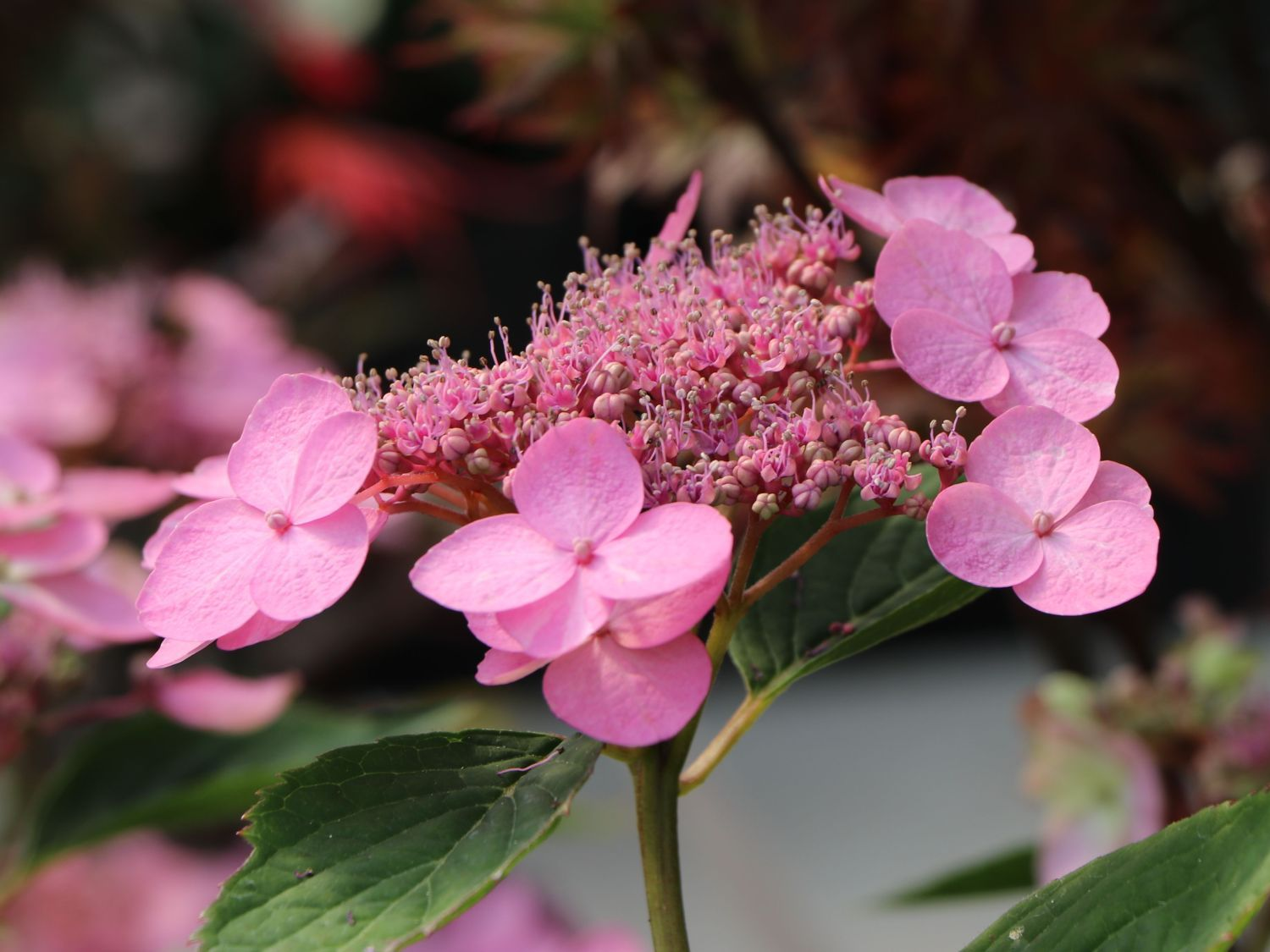 Гортензия пильчатая