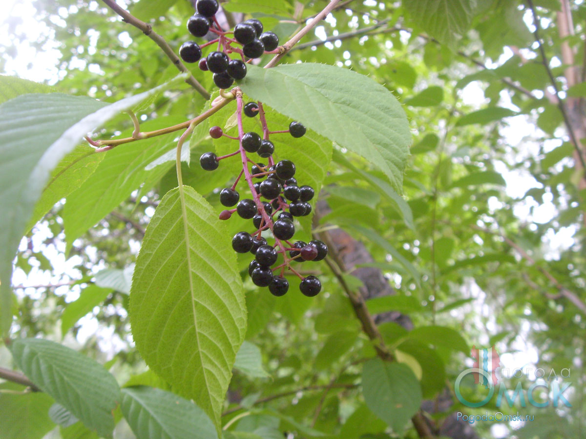 Черемуха Маака