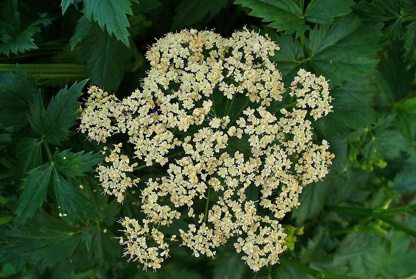 Бедренец опушённый Бедренец опушённый