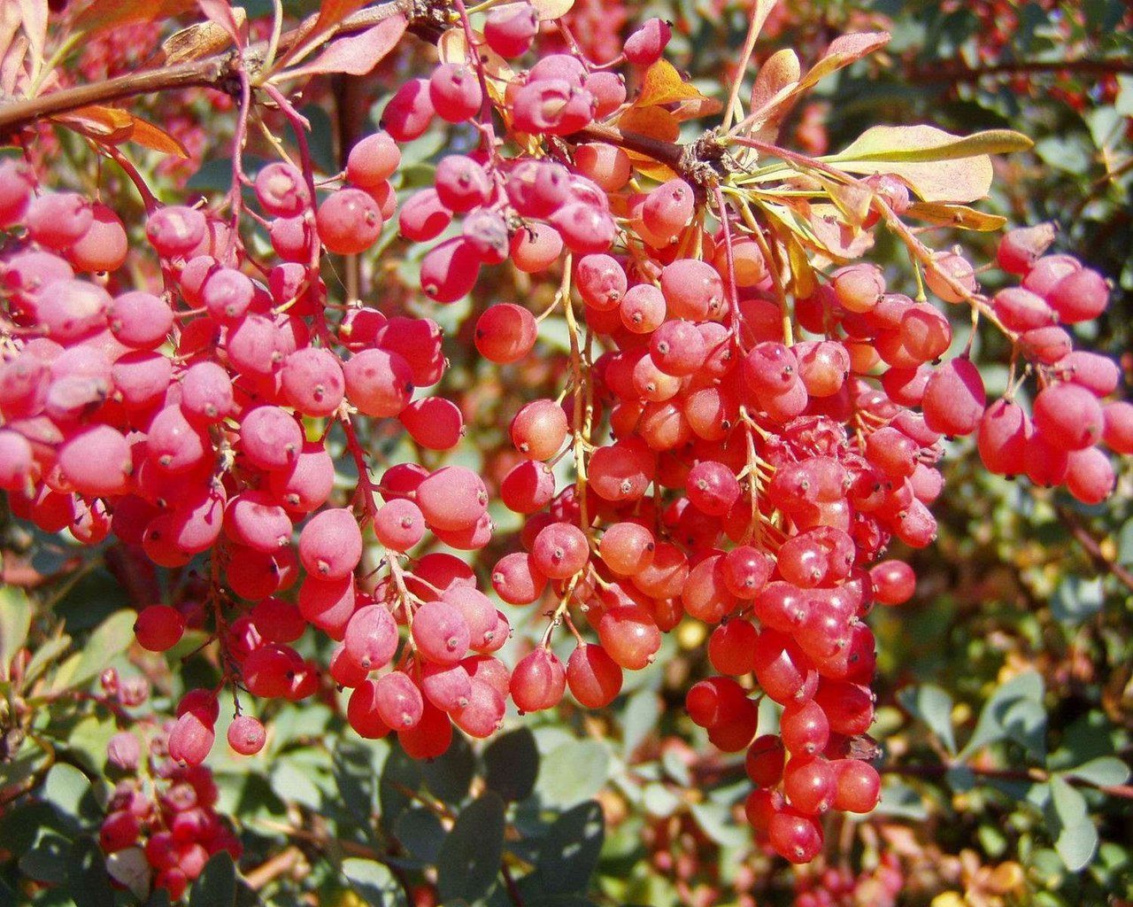 Барбарис монетный