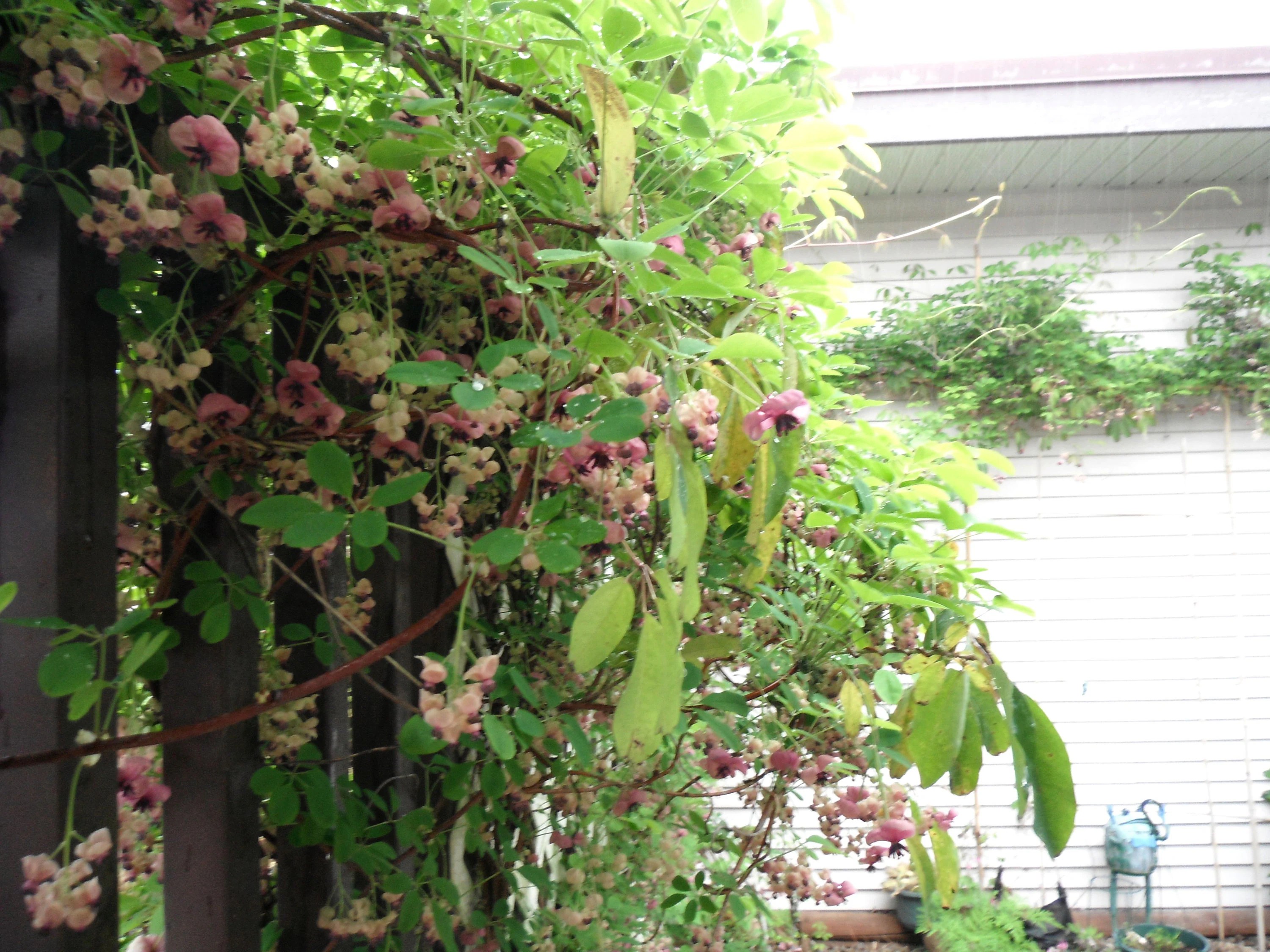 Акебия гибридная