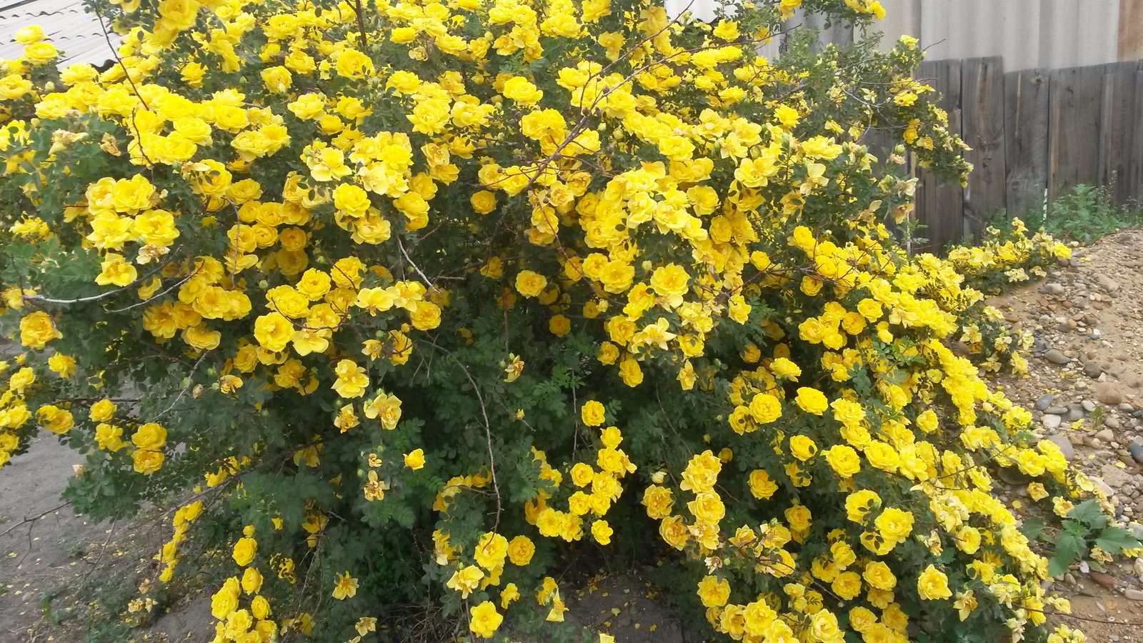 Роза желтая