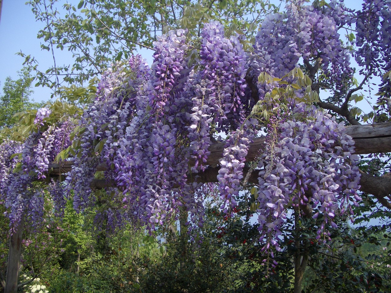 Глициния крупнокистевая Глициния крупнокистевая