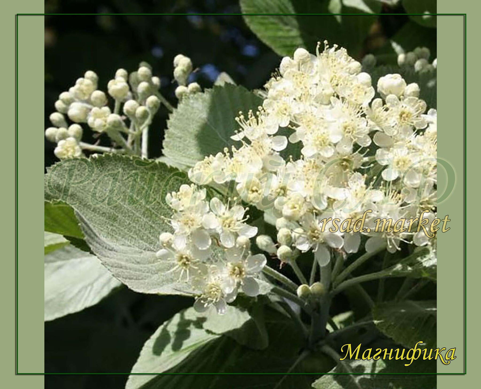 Рябина ария