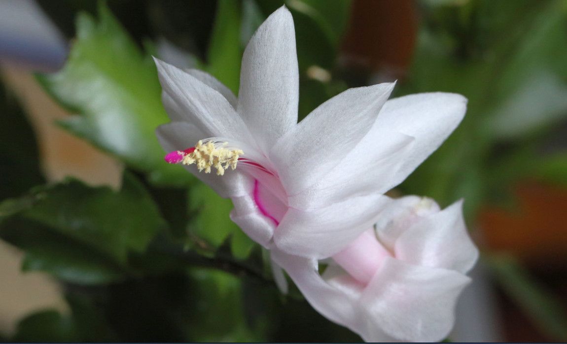 Липа американская