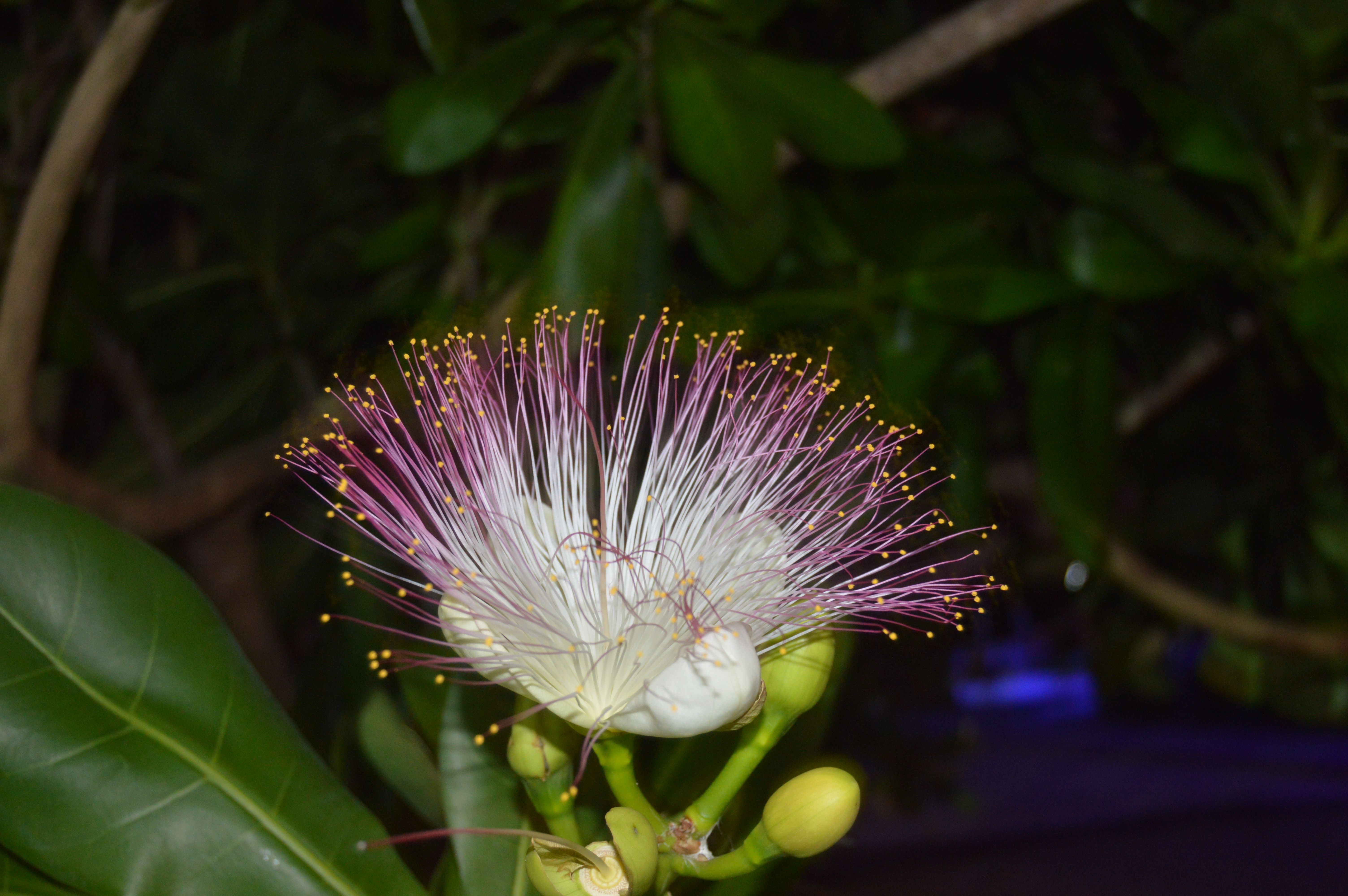 Баррингтония азиатская Баррингтония азиатская