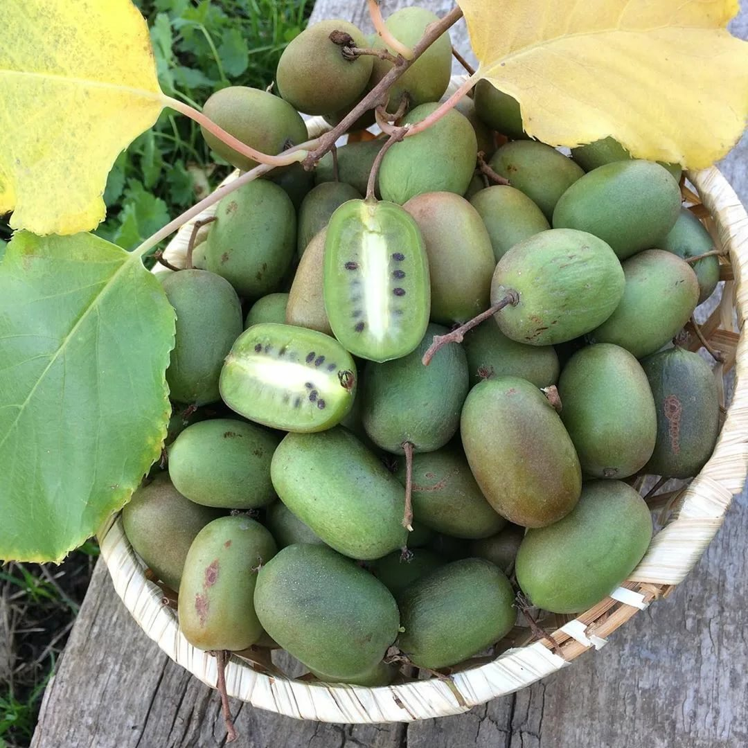 Актинидия melanandra