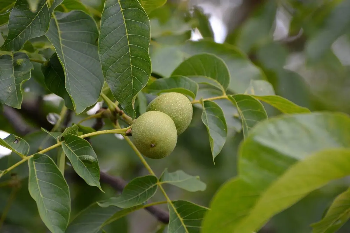 Грецкий орех Грецкий орех