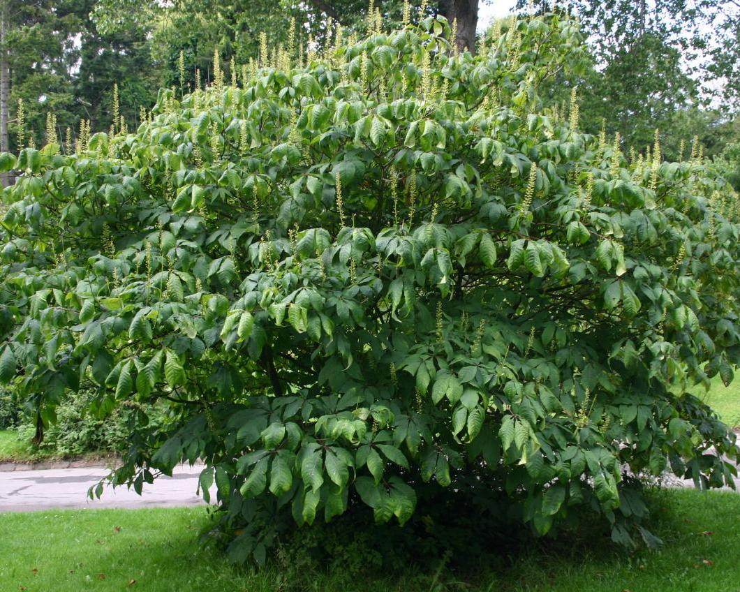 Каштан конский мелкоцветковый