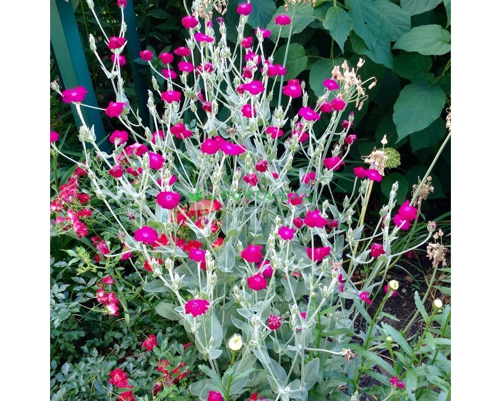 Безвкусница Безвкусница