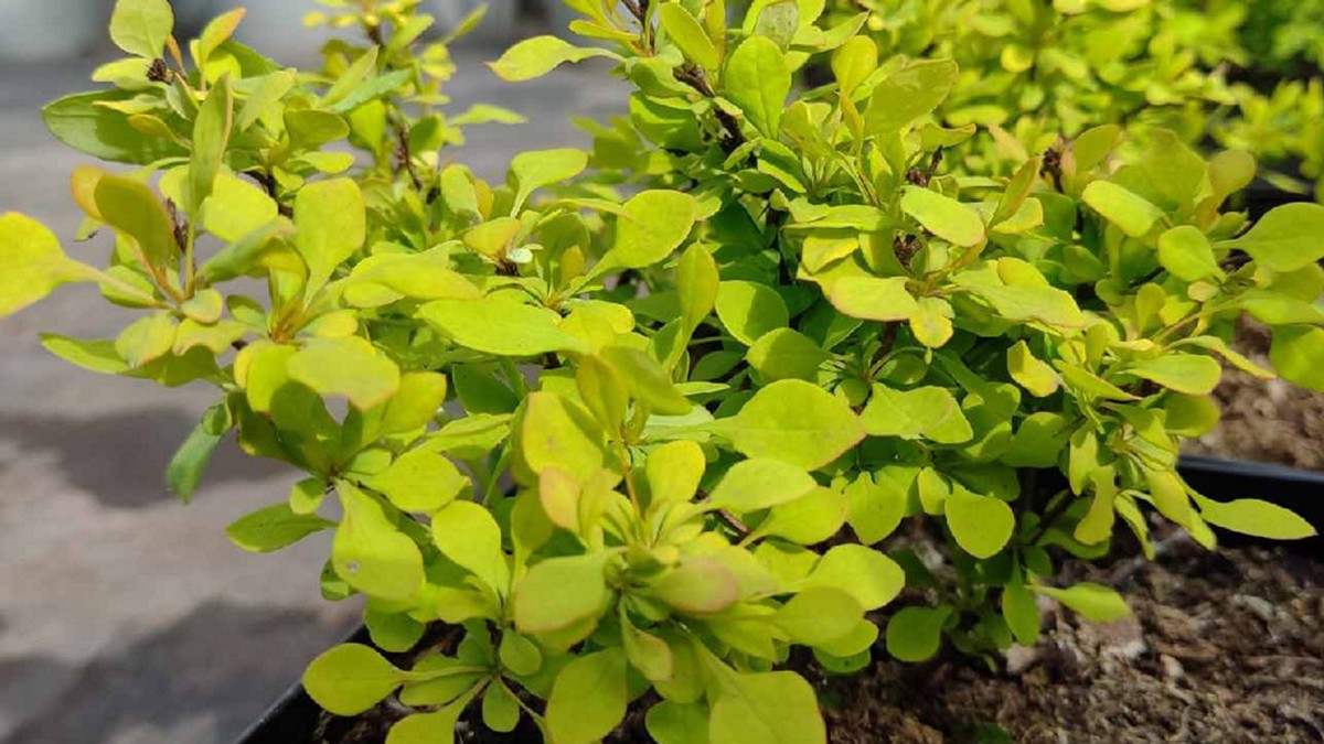 Барбарис восточный Барбарис восточный