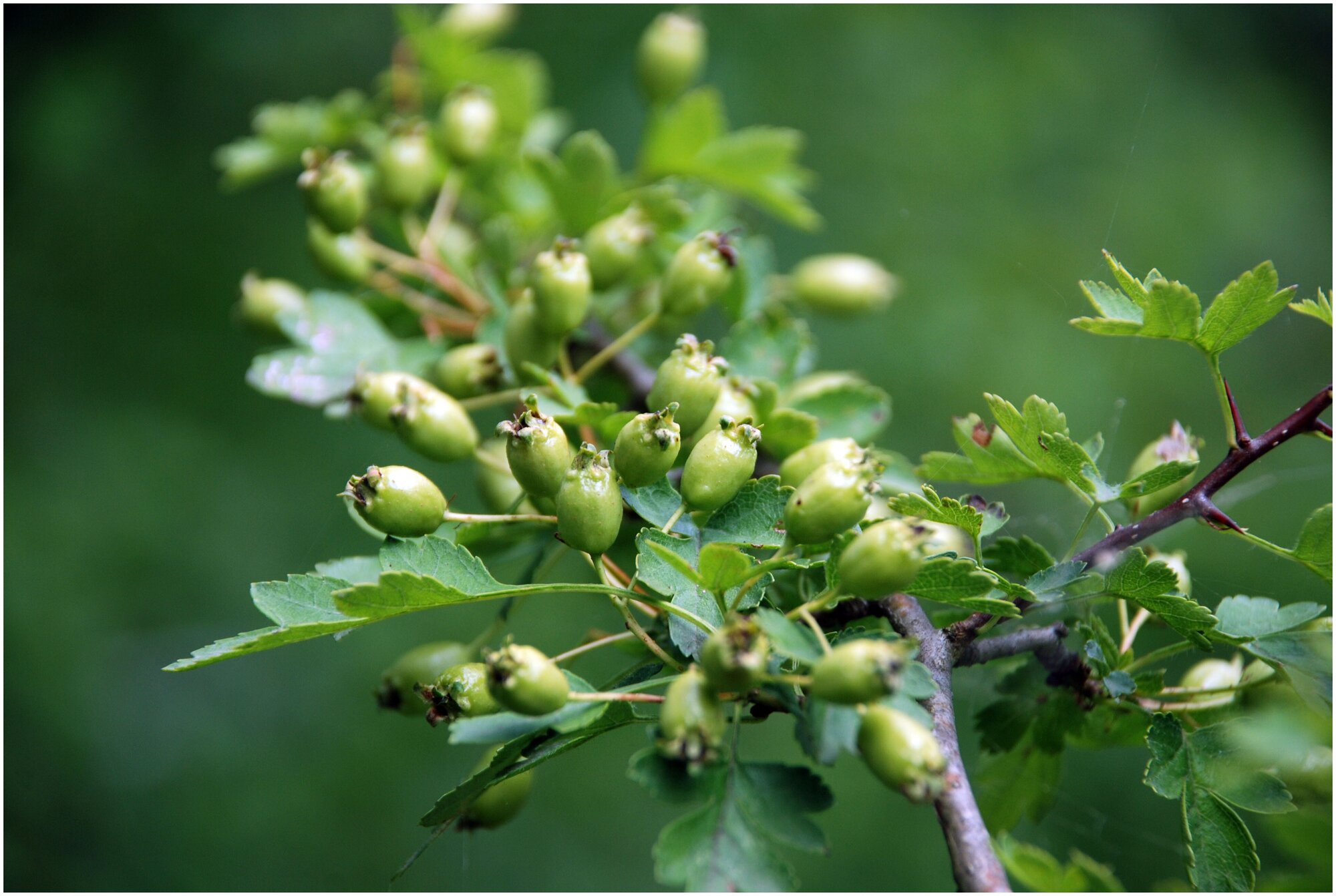 Боярышник петушья шпора