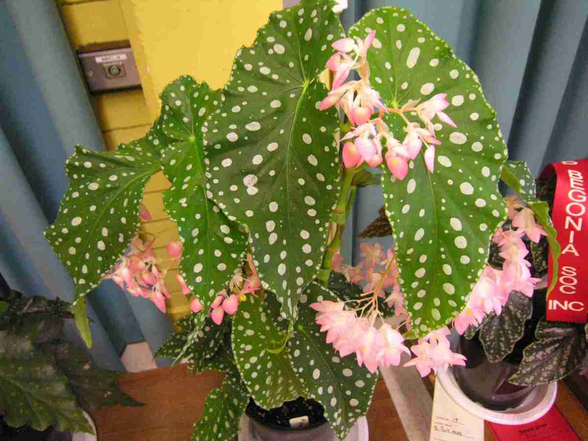 Бегония пятнистая