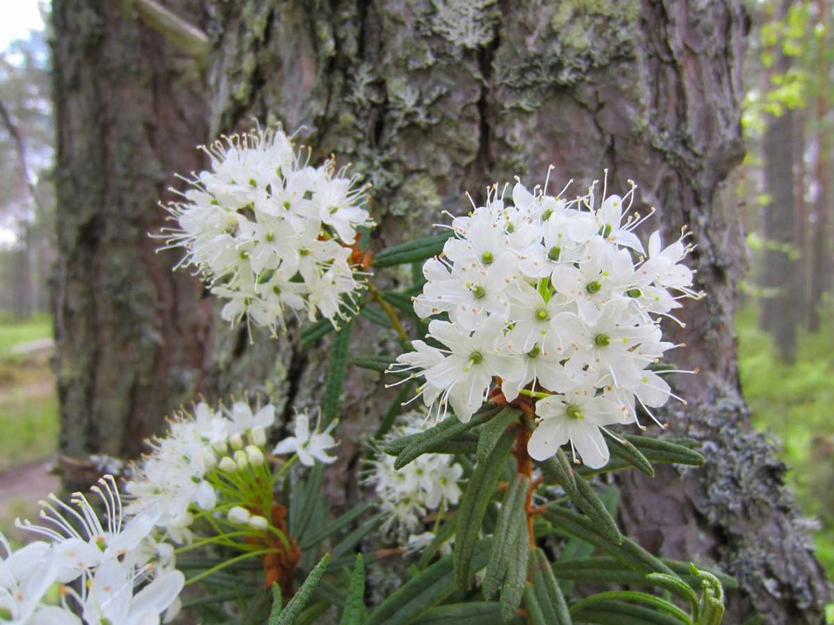 Багульник крупнолистный