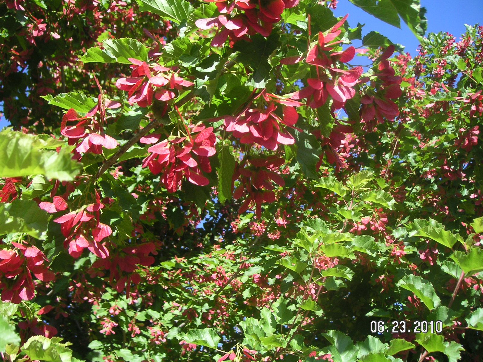 Клён татарский