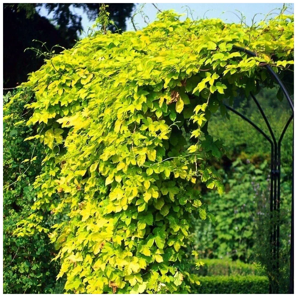 Древогубец круглолистный