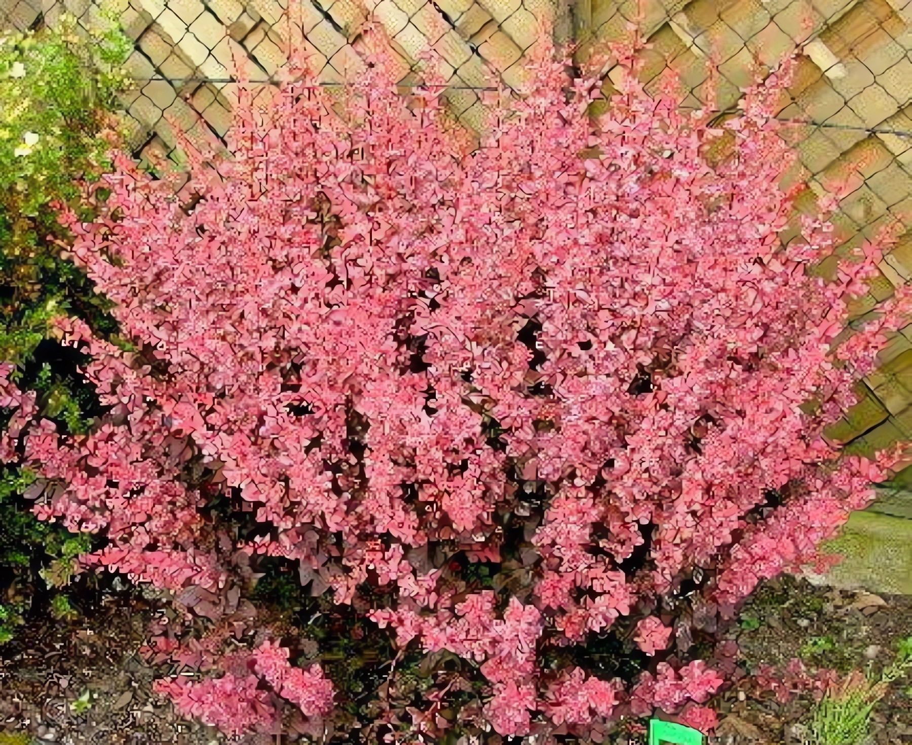 Барбарис восточный Барбарис восточный