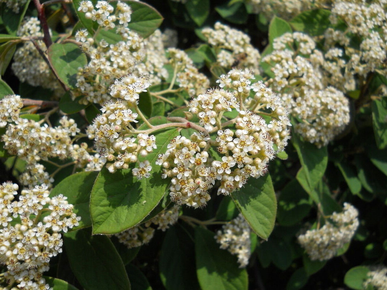 Кизильник пузырчатый