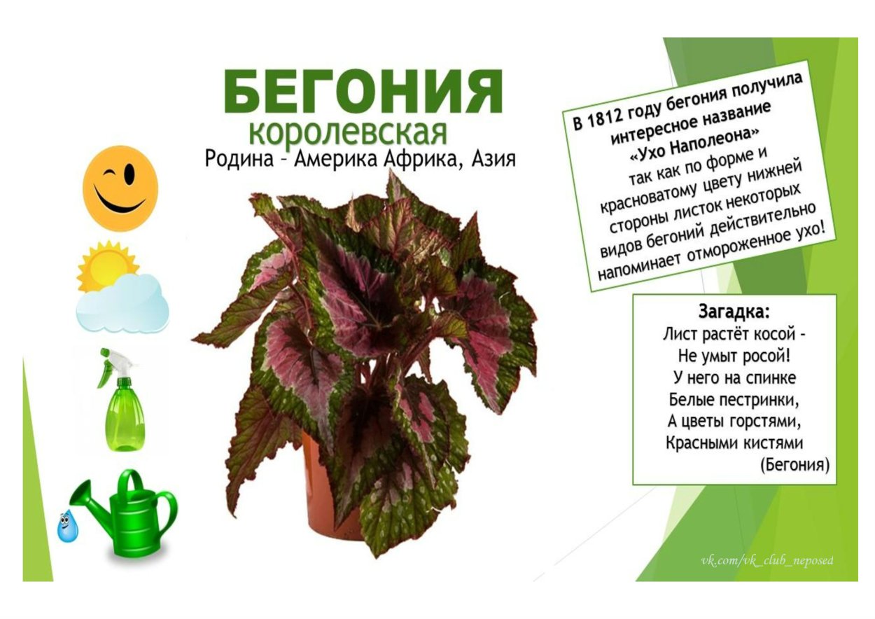 Бегония королевская