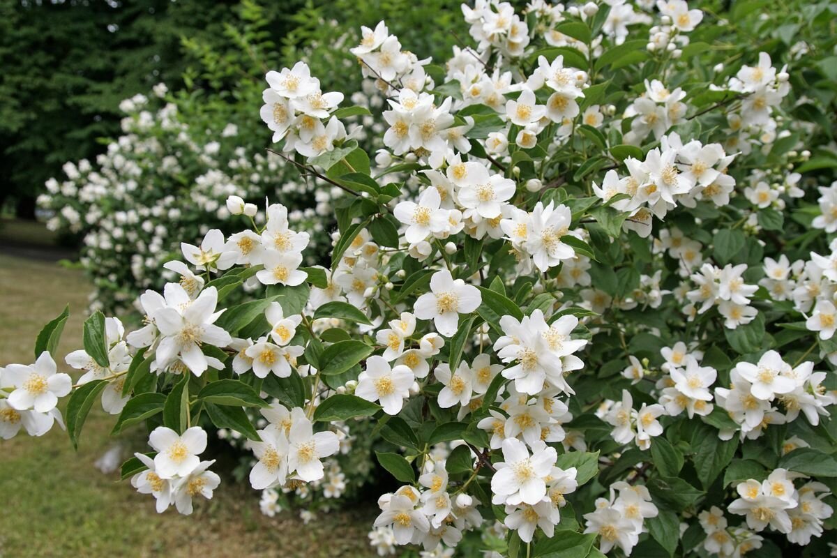 Жасмин карликовый