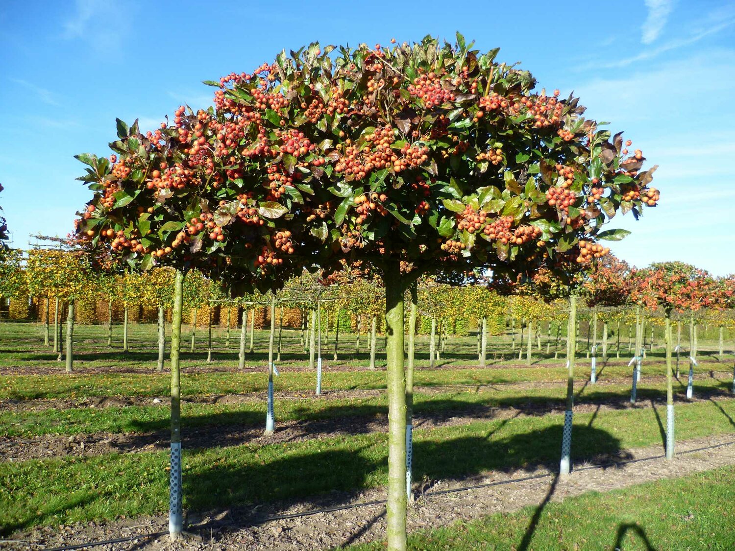 Боярышник вееровидный