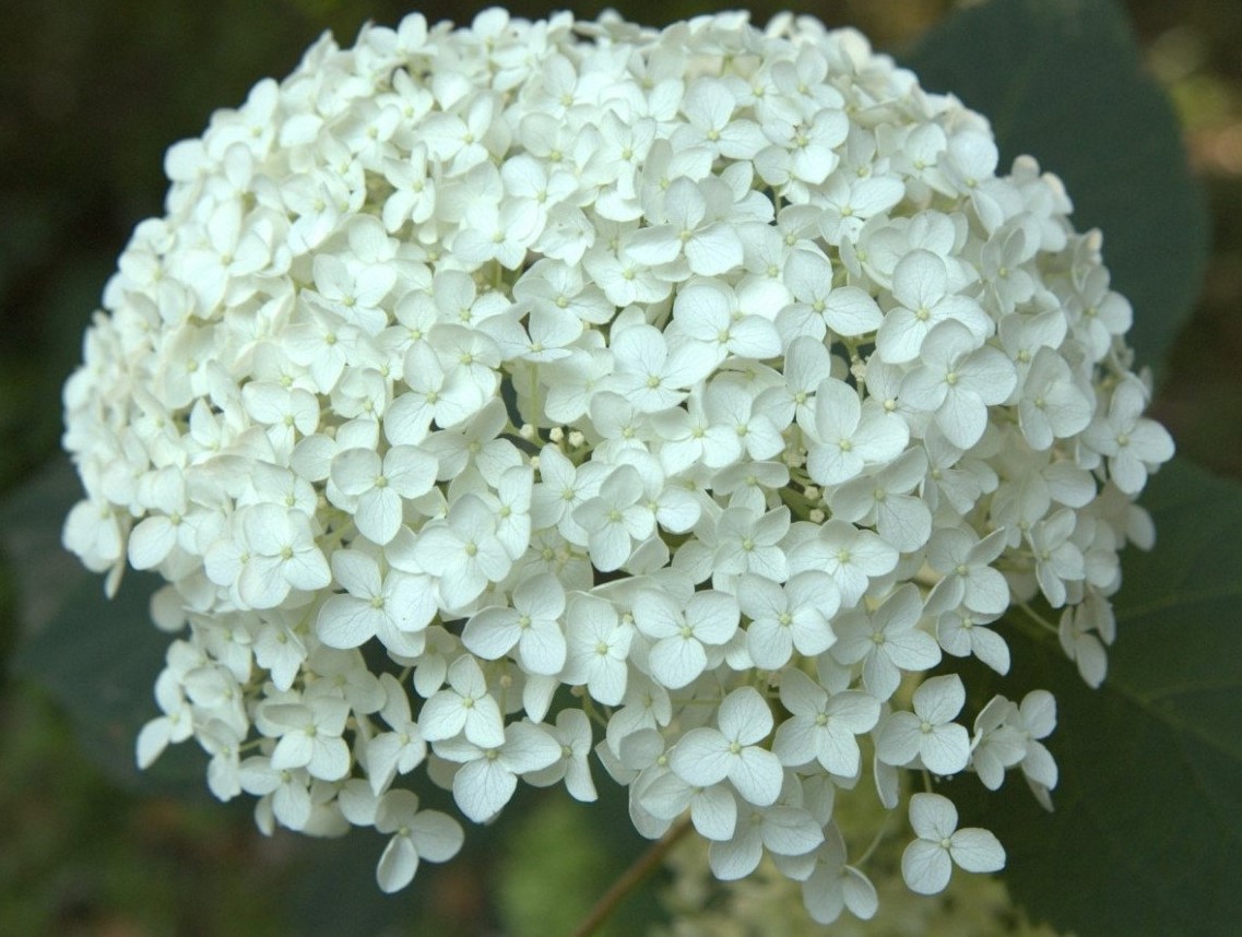 Гортензия пепельная Гортензия пепельная