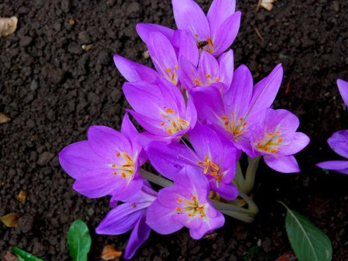 Безвременник весёлый