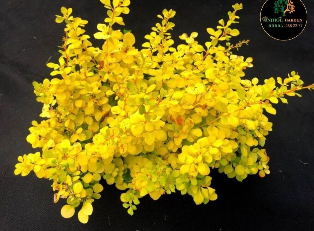 Барбарис колючий Барбарис колючий