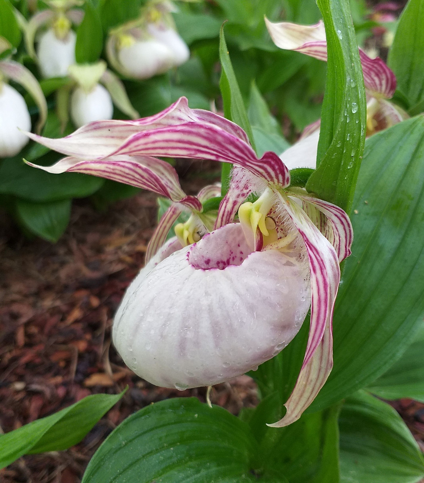 Башмачок японский