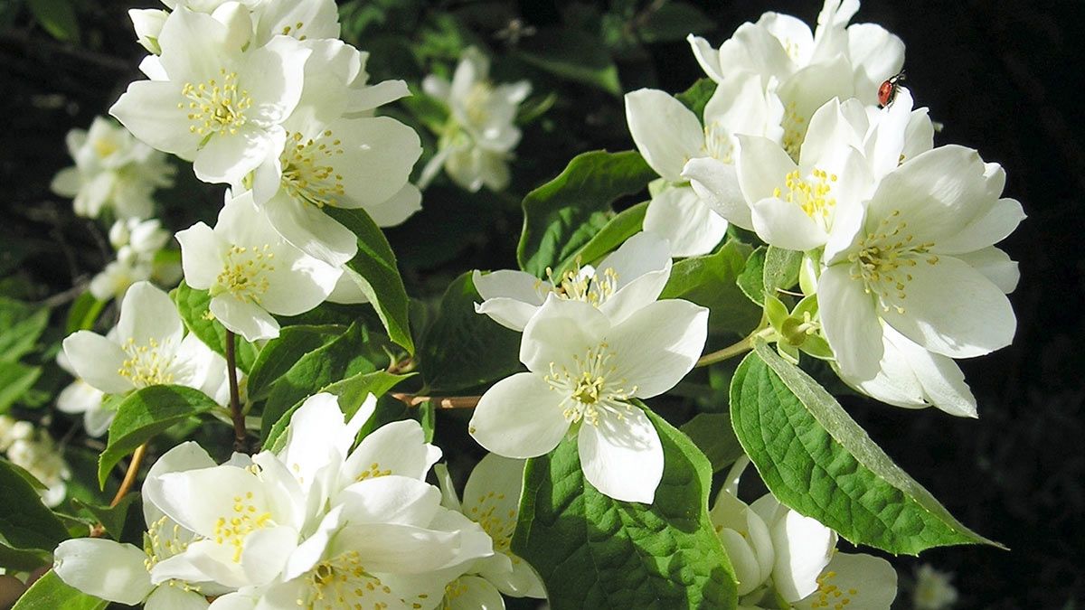 Жасмин карликовый