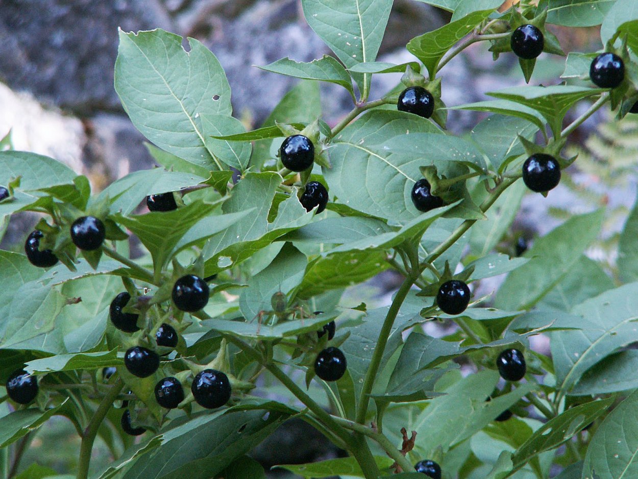 Белладонна