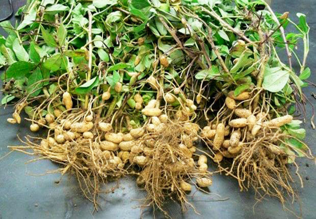 Бамбарский земляной орех