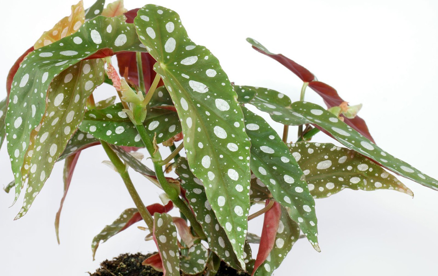 Бегония пятнистая