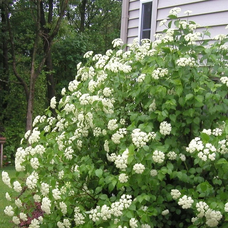 Калина зубчатая Калина зубчатая