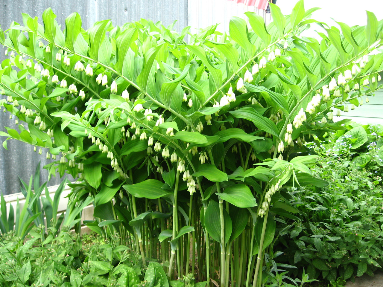 Безвкусница гибридная